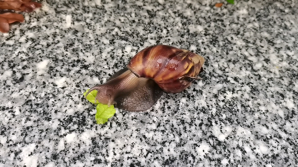 蜗牛,吃树叶_哔哩哔哩_bilibili