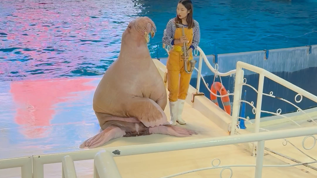 济南泉城欧乐堡极地海洋世界,可爱的海象表演.