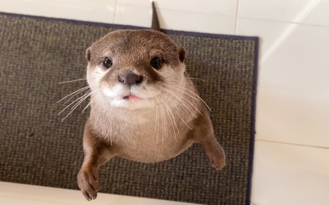 【水獭】小水獭的撒娇攻击,实在太可爱了【小太郎和哈娜】