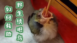 绣眼鸟 天黑了 睡觉啦 哔哩哔哩 つロ干杯 Bilibili