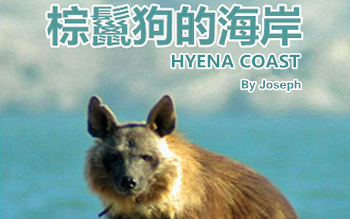 [图]Hyena Coast.棕鬣狗的海岸.中文字幕【搬运】