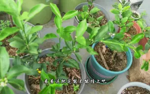 Download Video: 种植日记之周末观园，度夏中的草莓蓝莓无花果