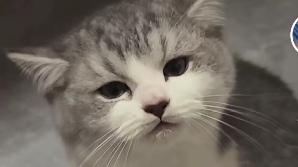 气鼓鼓的猫咪