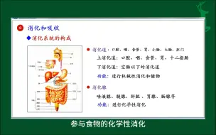 Tải video: #消化和吸收#人体生理学#医学知识科普#每天学习一点点