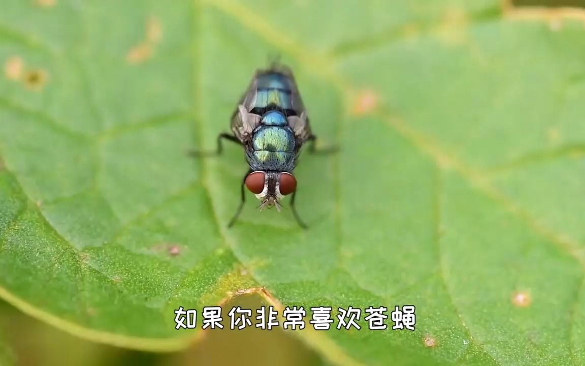 苍蝇搓手兴奋脸表情包图片