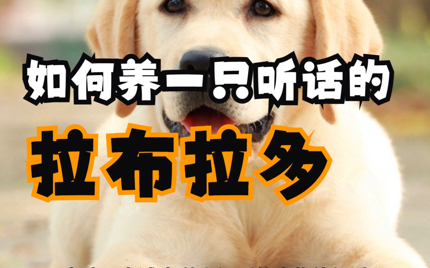 养犬小知识:拉布拉多哔哩哔哩bilibili