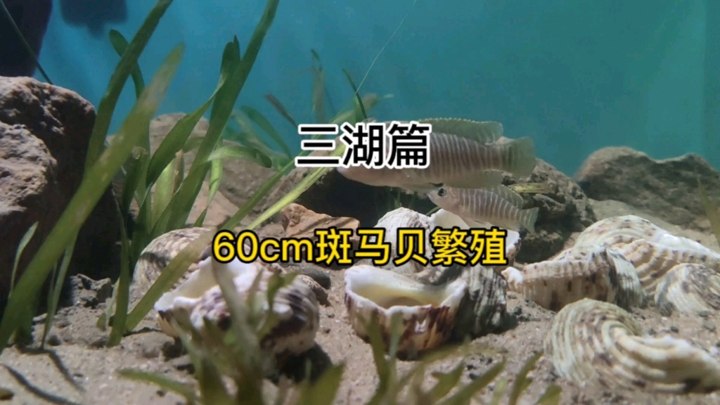 【代号7】三湖造景-坦湖卷贝缸-欣赏