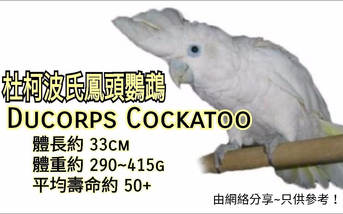 鹦鹉品种分享介绍 ~杜柯波氏凤头鹦鹉 ~ Ducorps Cockatoo哔哩哔哩bilibili