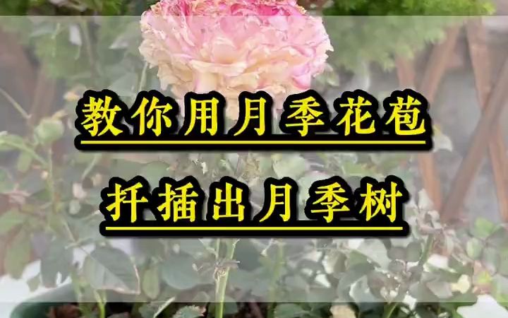 月季花花苞扦插方法哔哩哔哩bilibili