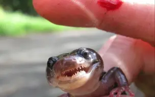 Скачать видео: Aneides lugubris 鲨鱼螈 Arboreal Salamander 曾经有幸饲养的一种小型树栖蝾螈 可惜存下来的视频很少