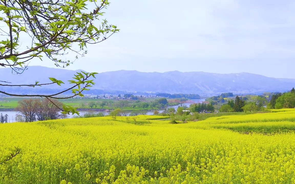 [图]百亩庭中半是苔，桃花净尽菜花开。