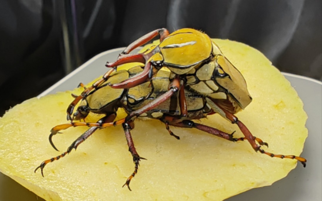 虫友福利的黄粉鹿角花金龟首次交配成功