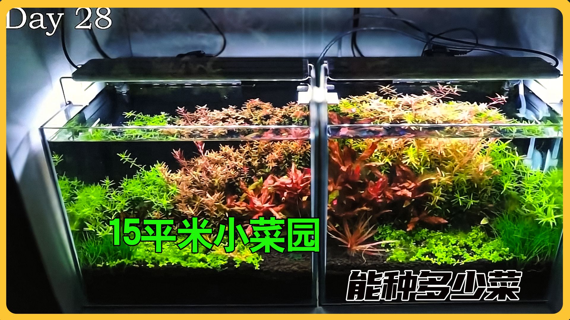 草缸用二氧化碳与不用的有趣实验 结果并不是大家说的那样#水草造景