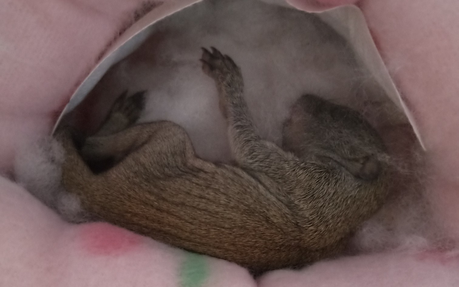 黄山松鼠可爱的小黄山开箱