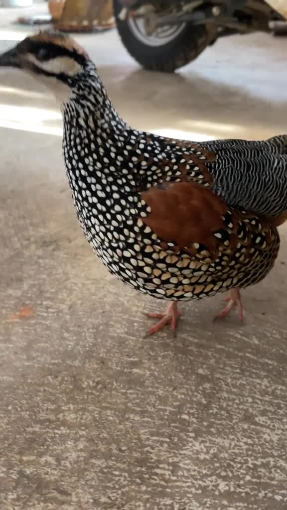 中华鹧鸪#鸟#保护野生动物#竹鸡#动物世界