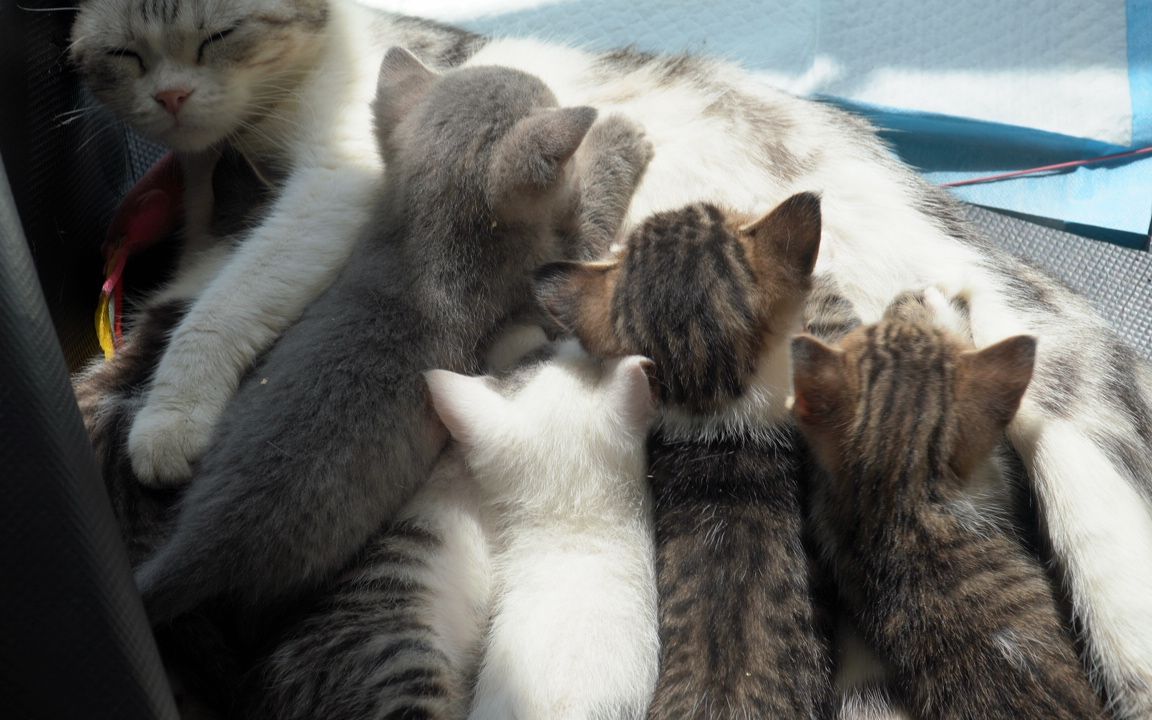 萌萌哒一群小奶猫,你最喜欢哪一个_哔哩哔哩_bilibili