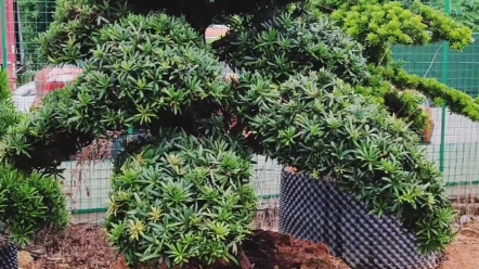 海岛紫真趣罗汉松/紫金松