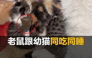 下载视频: 老鼠认猫作亲娘，跟幼猫同吃同睡