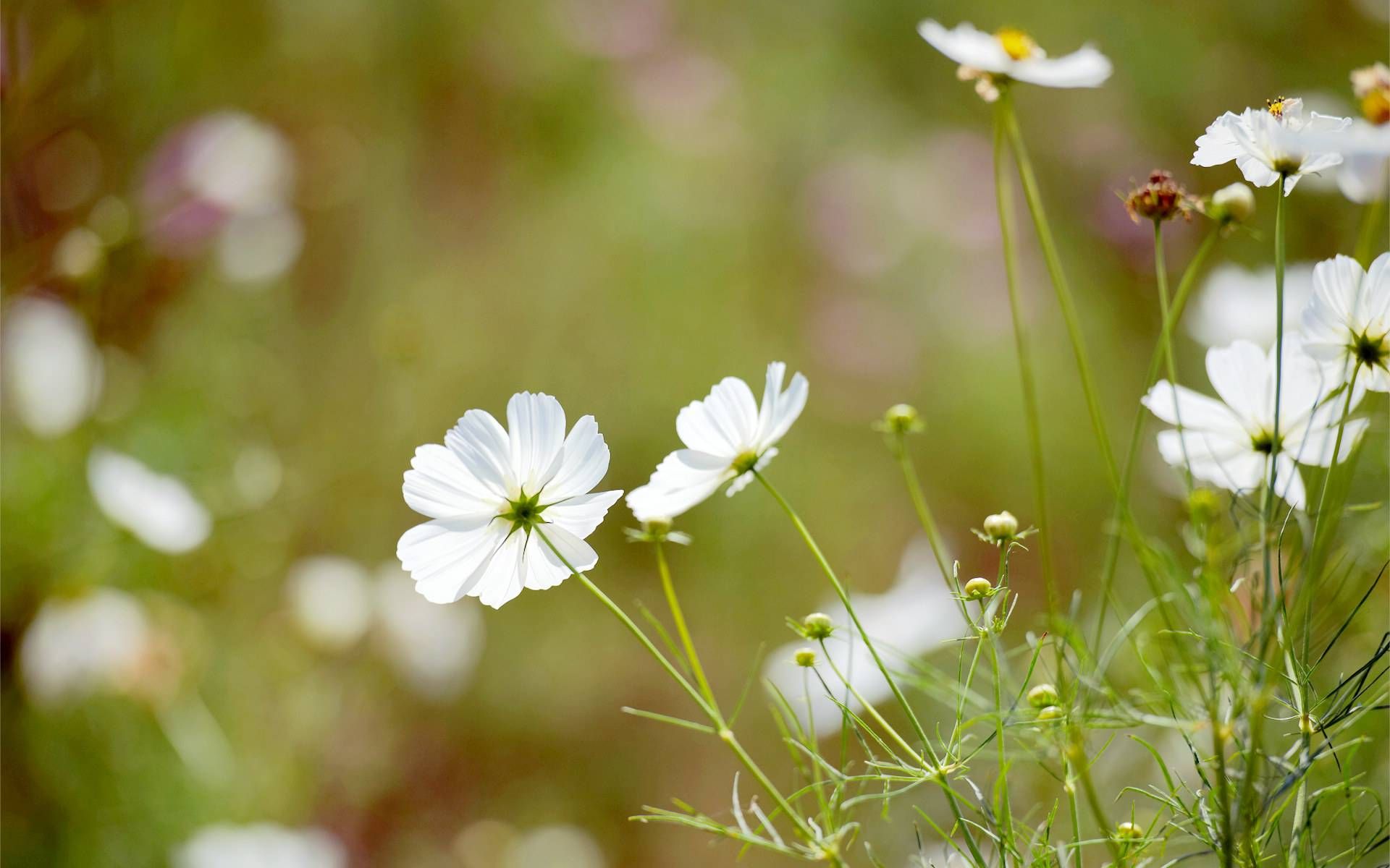 【吉他指弹】花 cover岸部真明