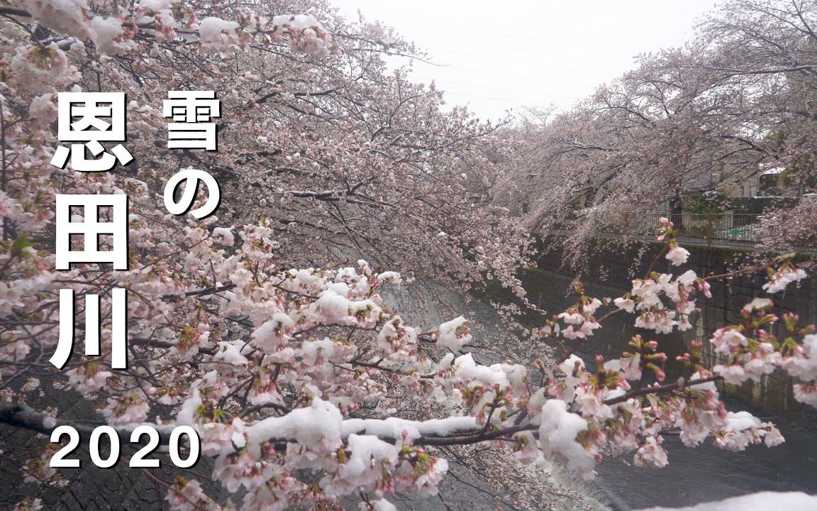 恩田川 樱花 满开 雪 Cherry Blossoms With Snow At Onda River, Tokyo哔哩哔哩bilibili