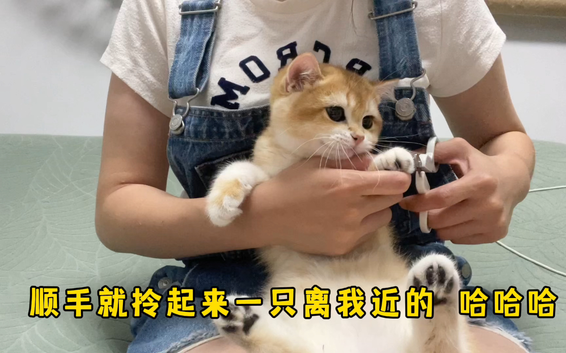 如何给猫咪剪指甲哔哩哔哩bilibili