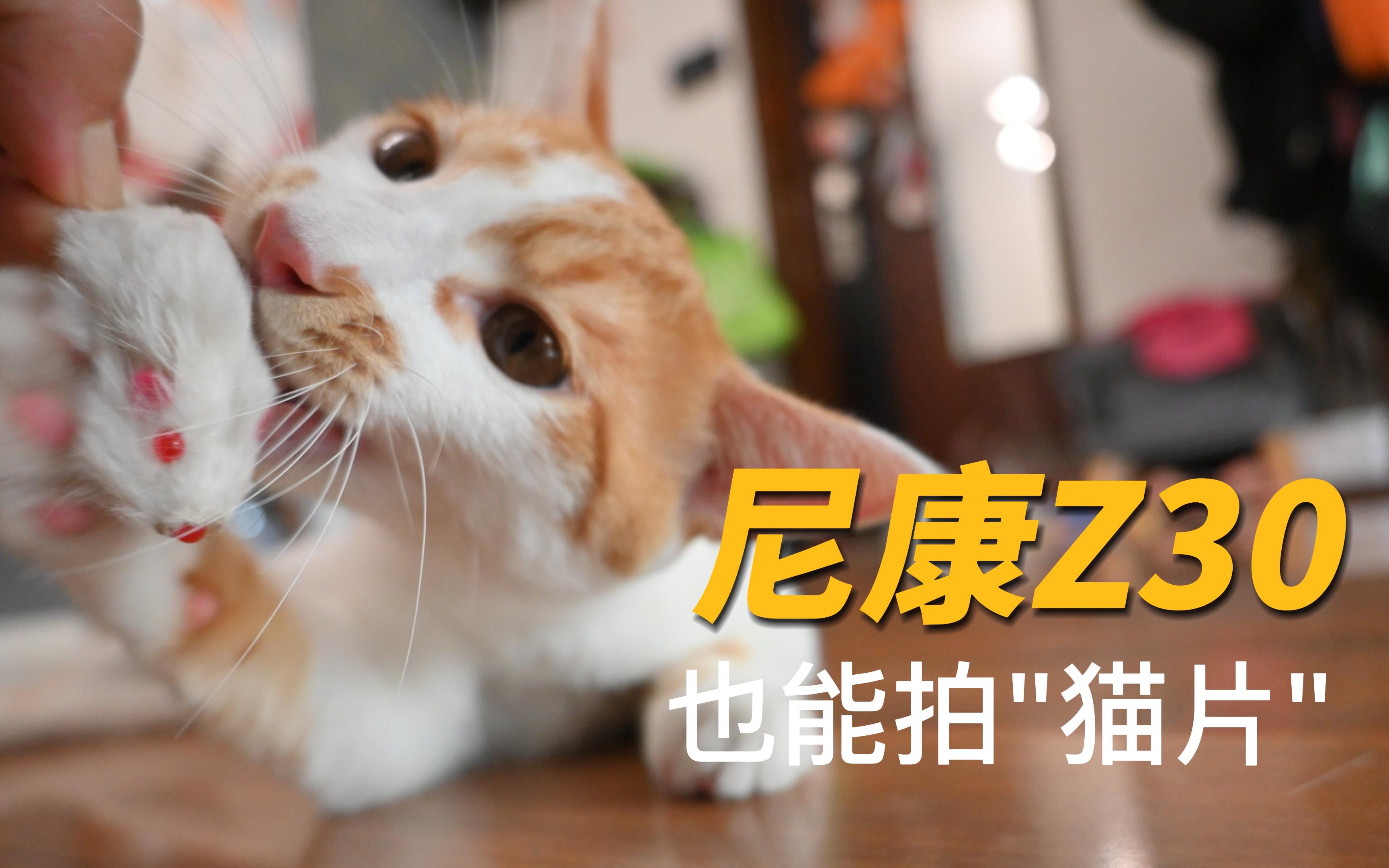 尼康Z30 也能拍“猫片” | Z30初体验 唯卓仕13/1.4 尼康Z1650 | 猫咪 萌猫哔哩哔哩bilibili