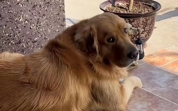 看门护院的狗狗