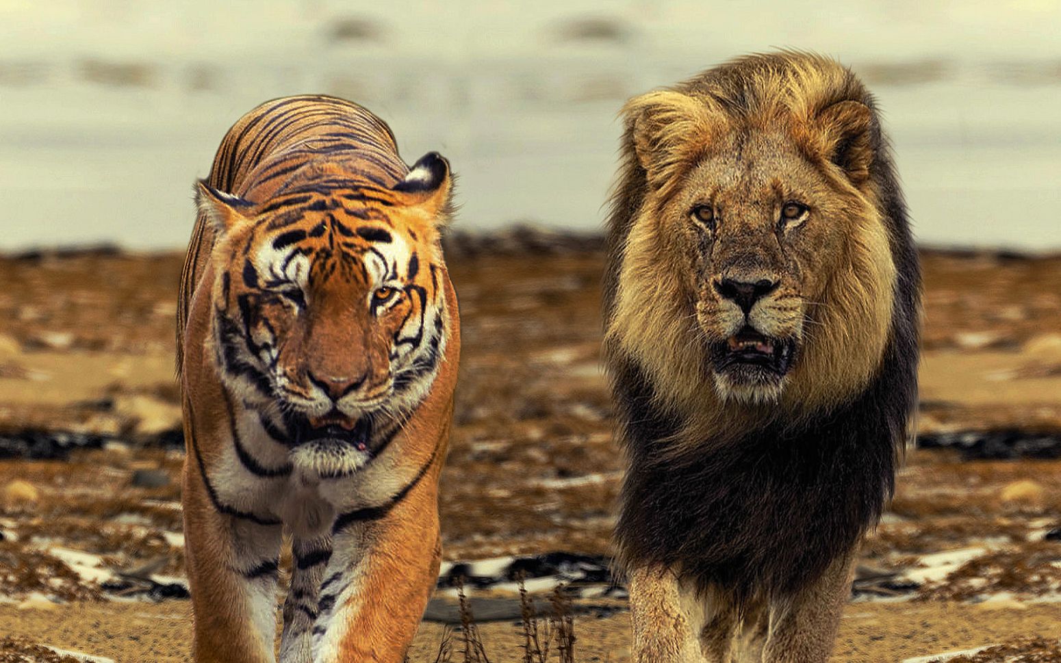 各种群孟加拉虎和各种群狮子肌肉对比(多素材)