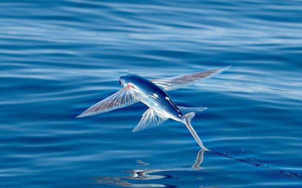 飞机,飞鸟你见过,但是会飞的鱼你见过吗?最远可飞行400多米