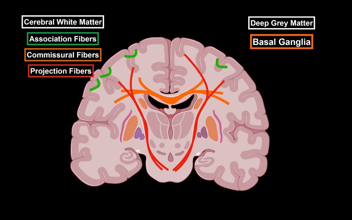 大脑内部结构(联络纤维、连合纤维、投射纤维、基底核)哔哩哔哩bilibili