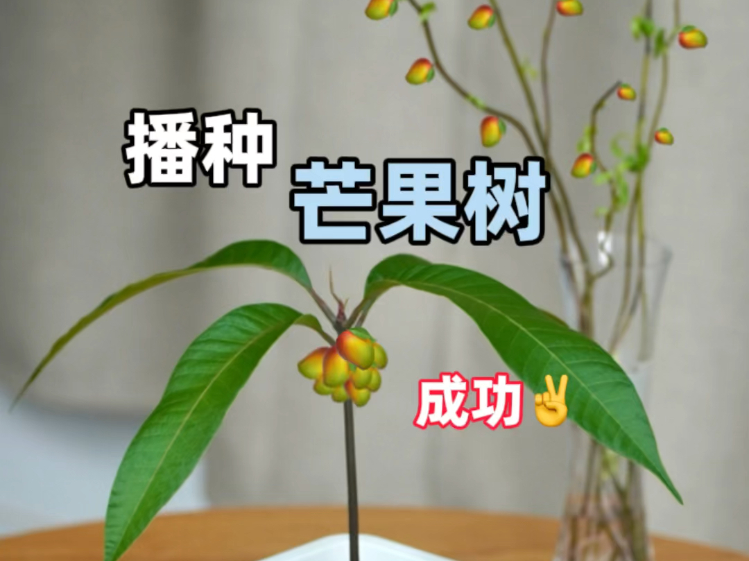 芒果播种教程哔哩哔哩bilibili