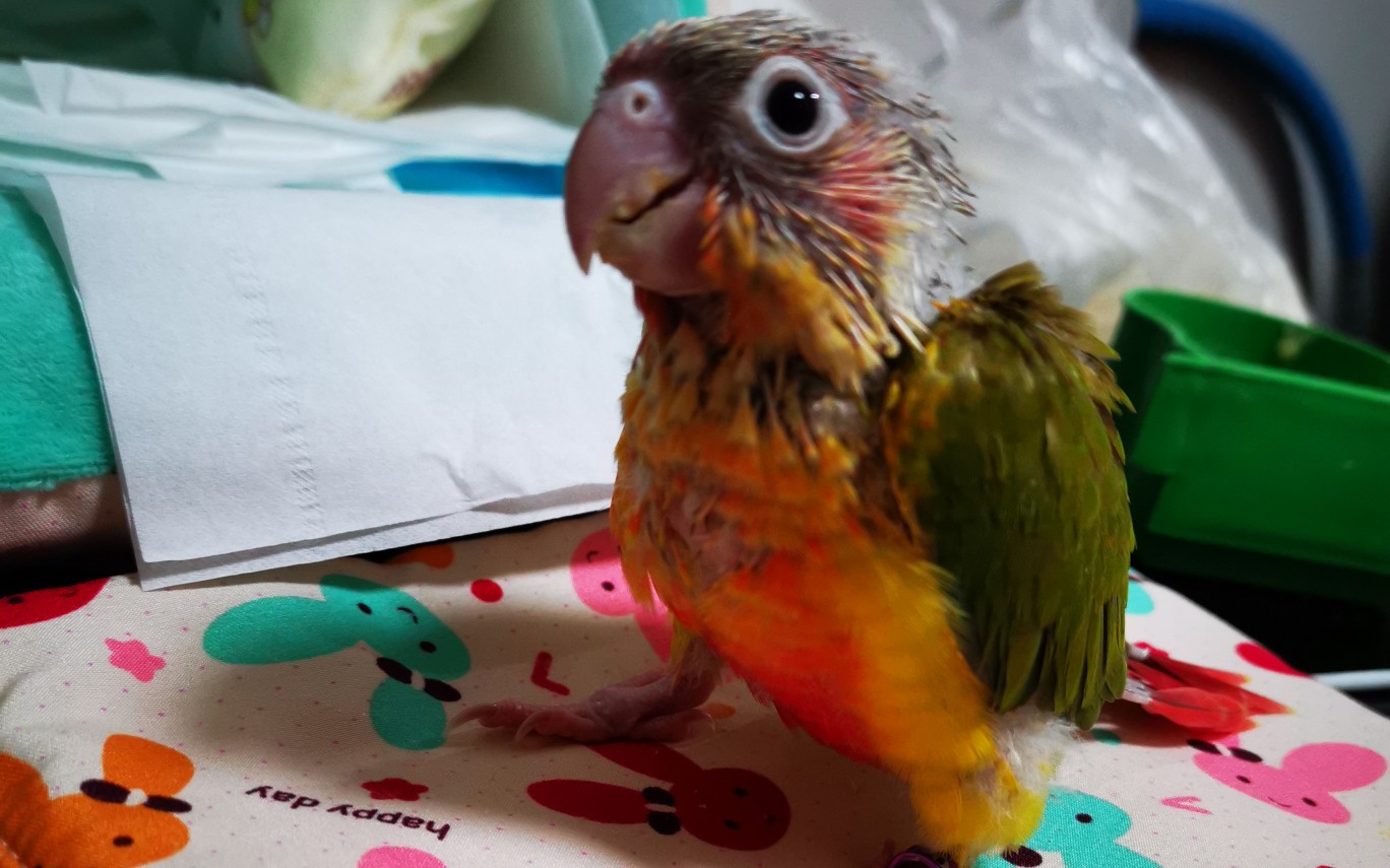 凤梨小太阳鹦鹉