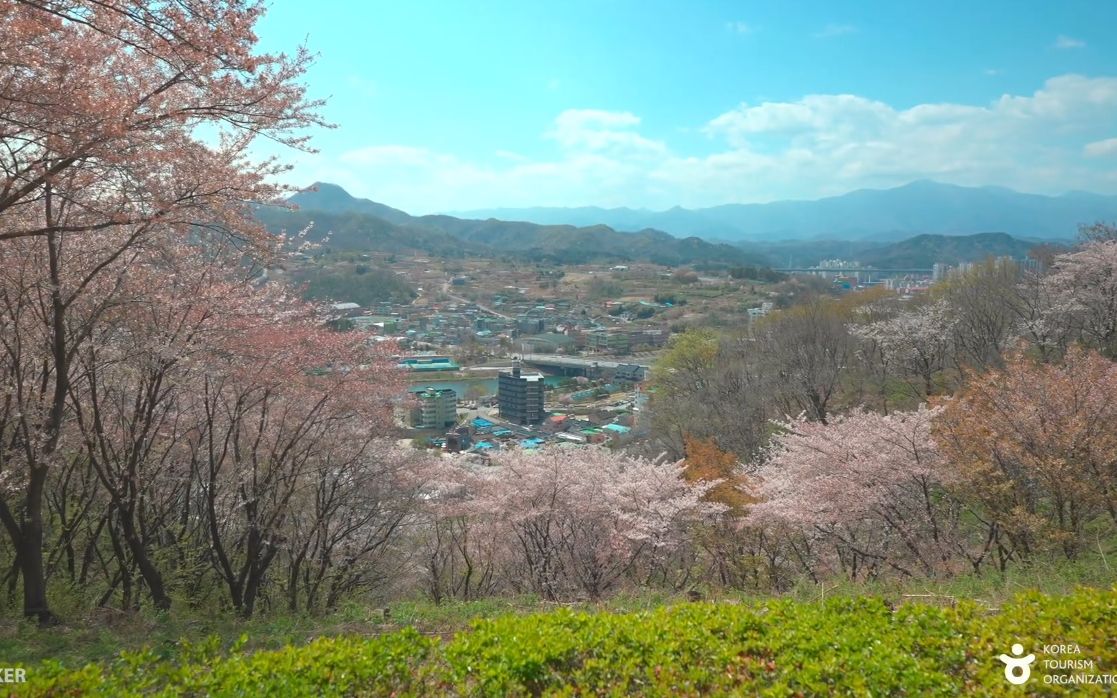 【超清韩国】漫步江原道三陟市孟芳村 满开的樱花 (2021.