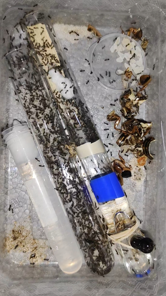 光胸臭蚁又住满一根试管