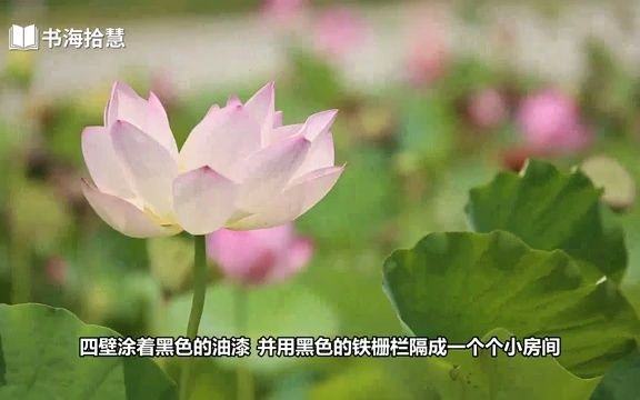 好书解读:《黑铁时代》作者:王小波 【书海拾慧】哔哩哔哩bilibili