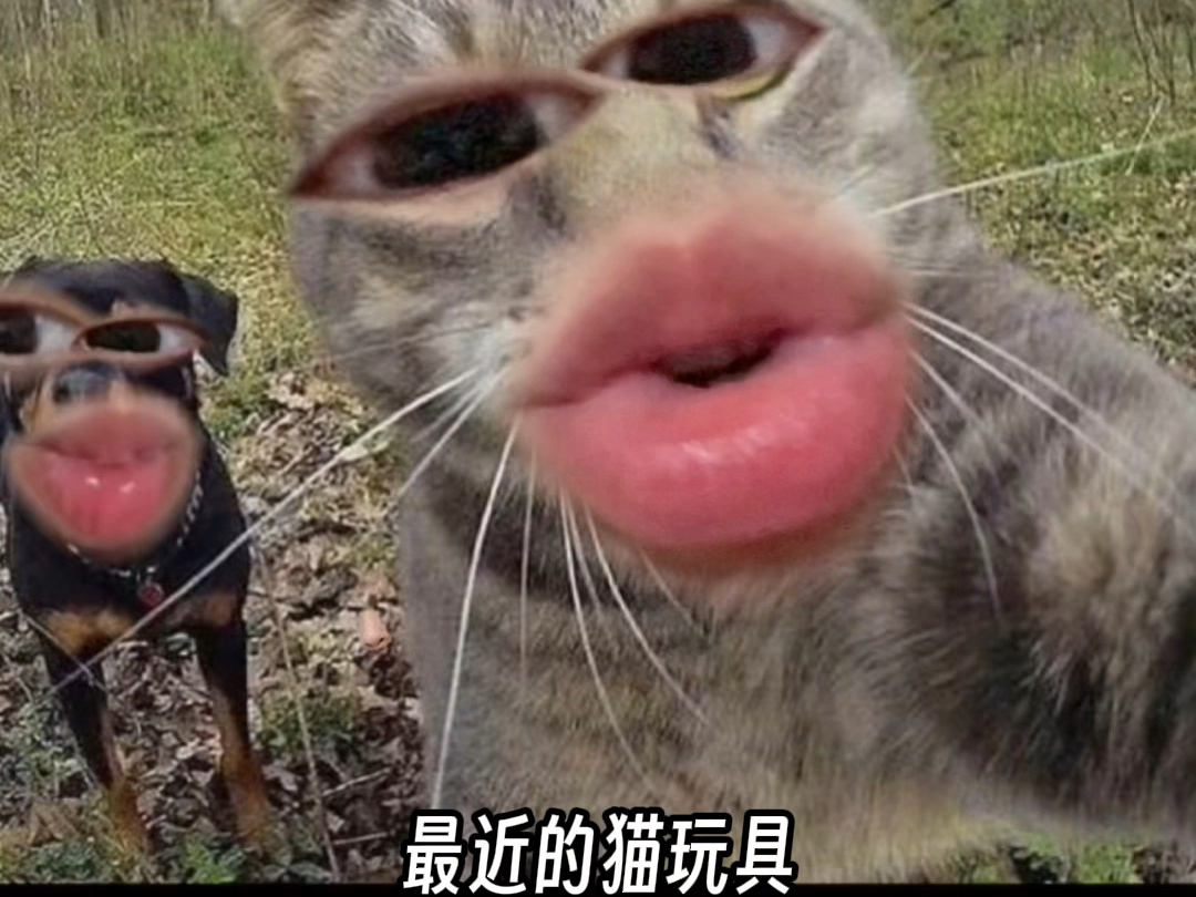 哇!我找到一个超级好玩的逗猫棒替换头哔哩哔哩bilibili