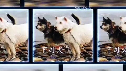 毛色 下司犬仅供参考或欣赏出色的山地古猎犬稀有毛色 哔哩哔哩