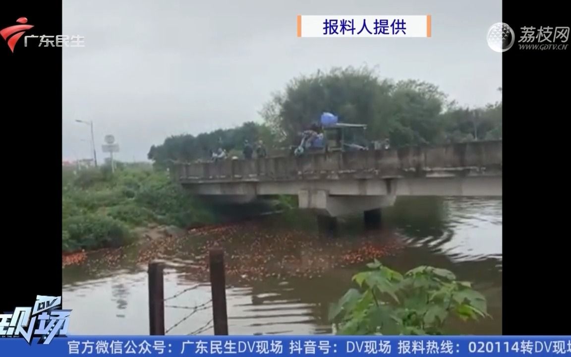 【粤语新闻】清远:大量番茄被倾倒入河涌 市民担心影响环境哔哩哔哩bilibili