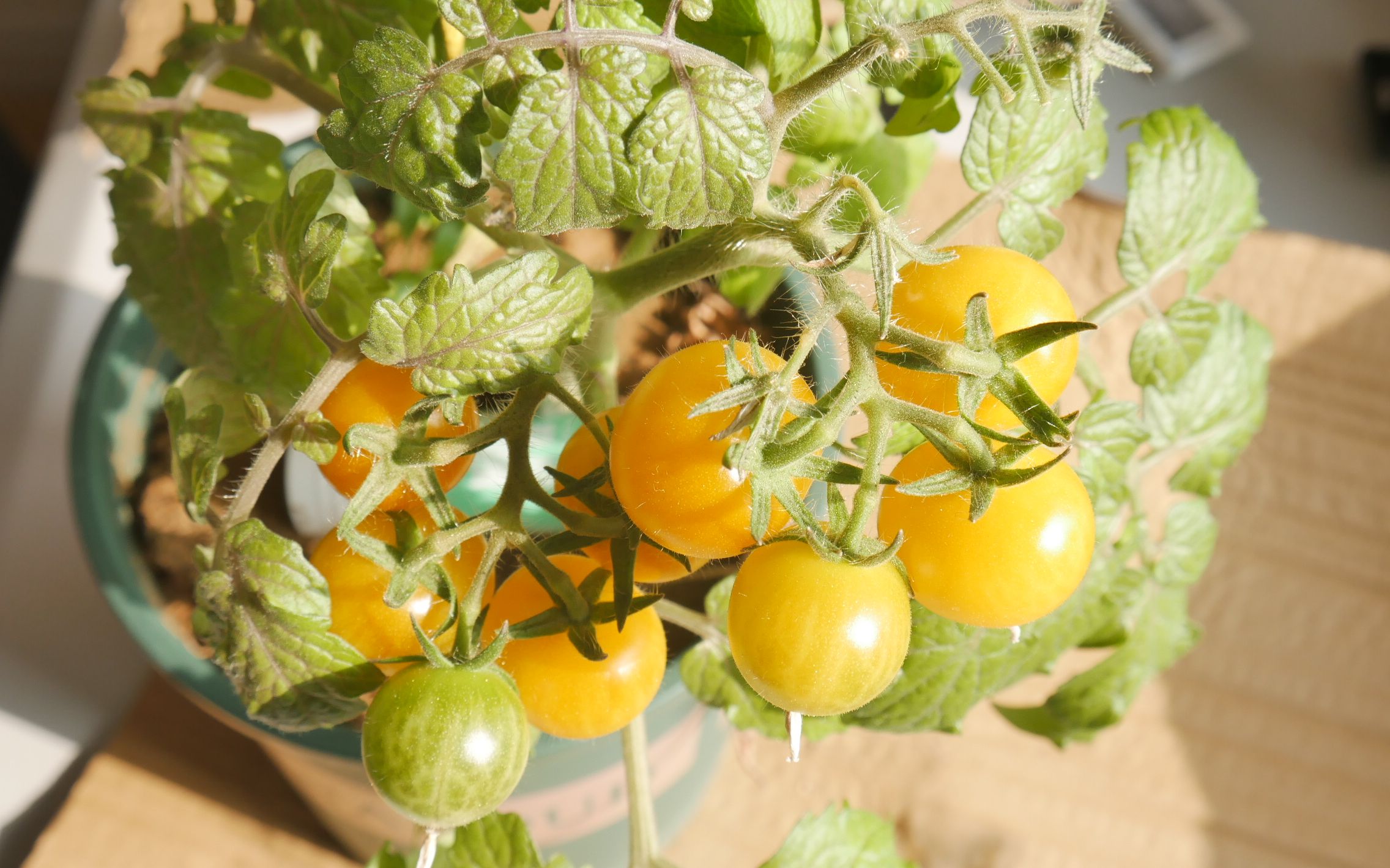 甜豌豆醋栗番茄上盆
