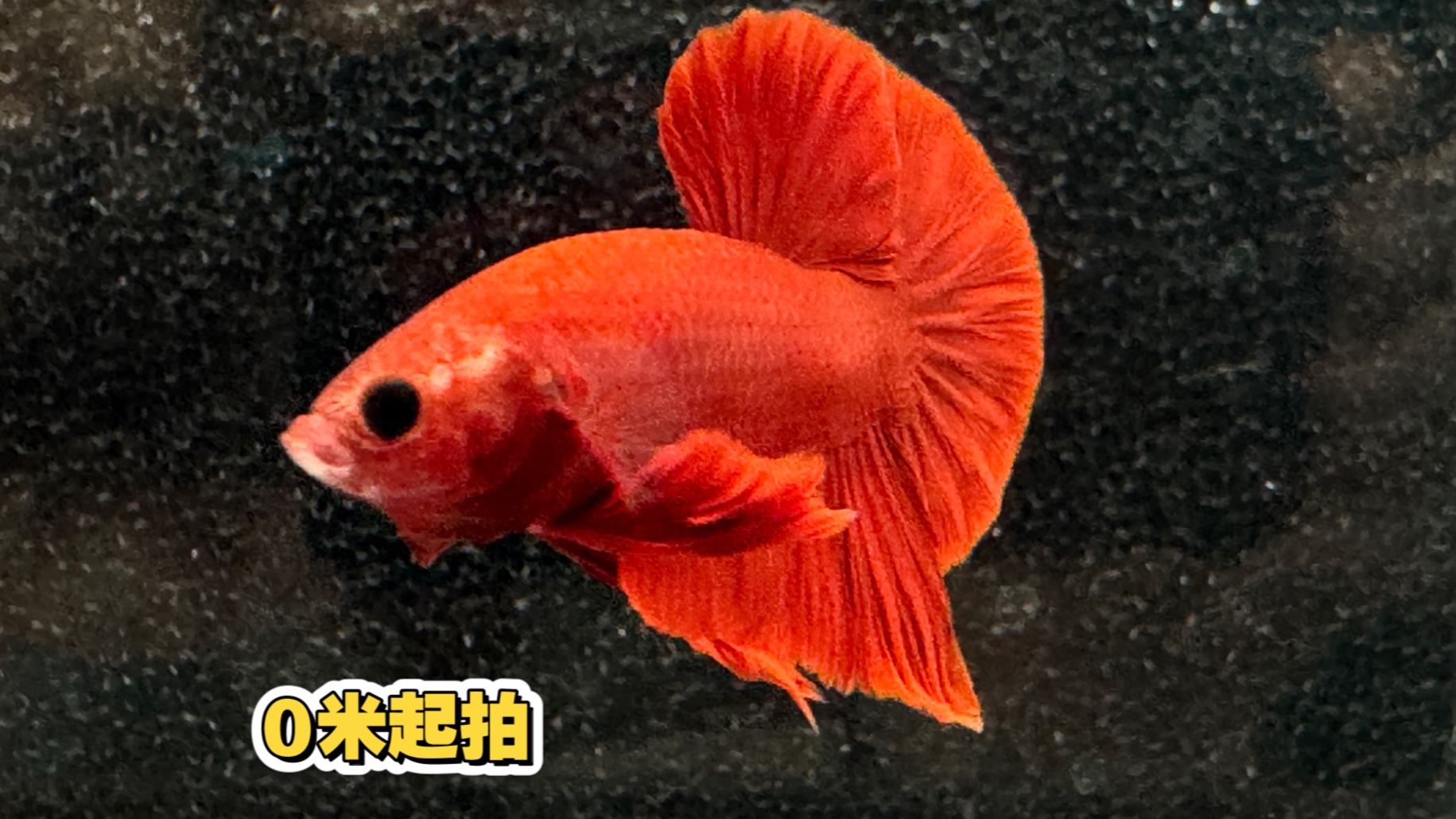 豆豆眼净身全红将军公斗鱼