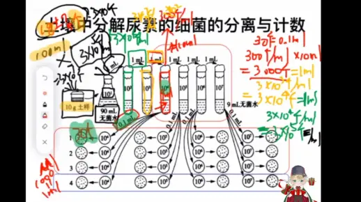 稀释涂布平板法计算土壤中分解尿素细菌数