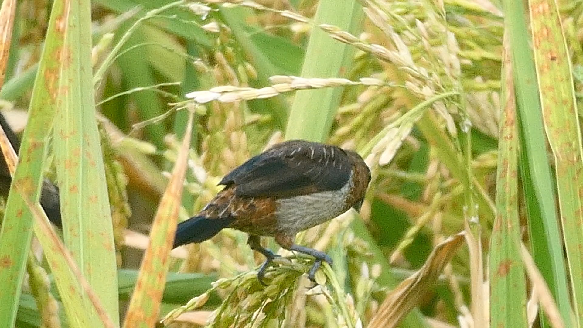 吃稻谷的白腰文鸟