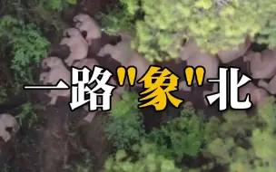 Tải video: 一路“象”北vlog丨100秒回顾云南象群轨迹