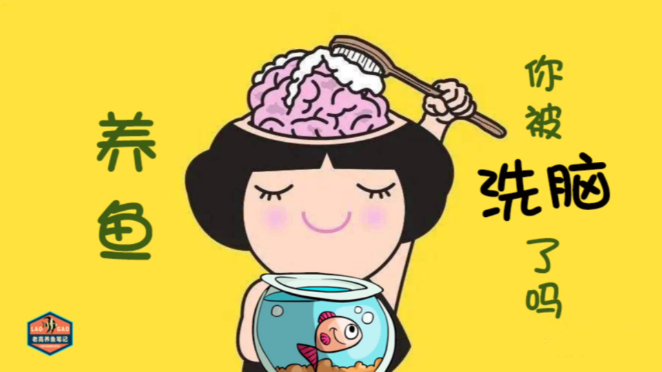 揭秘水族圈对养鱼新手的洗脑套路!