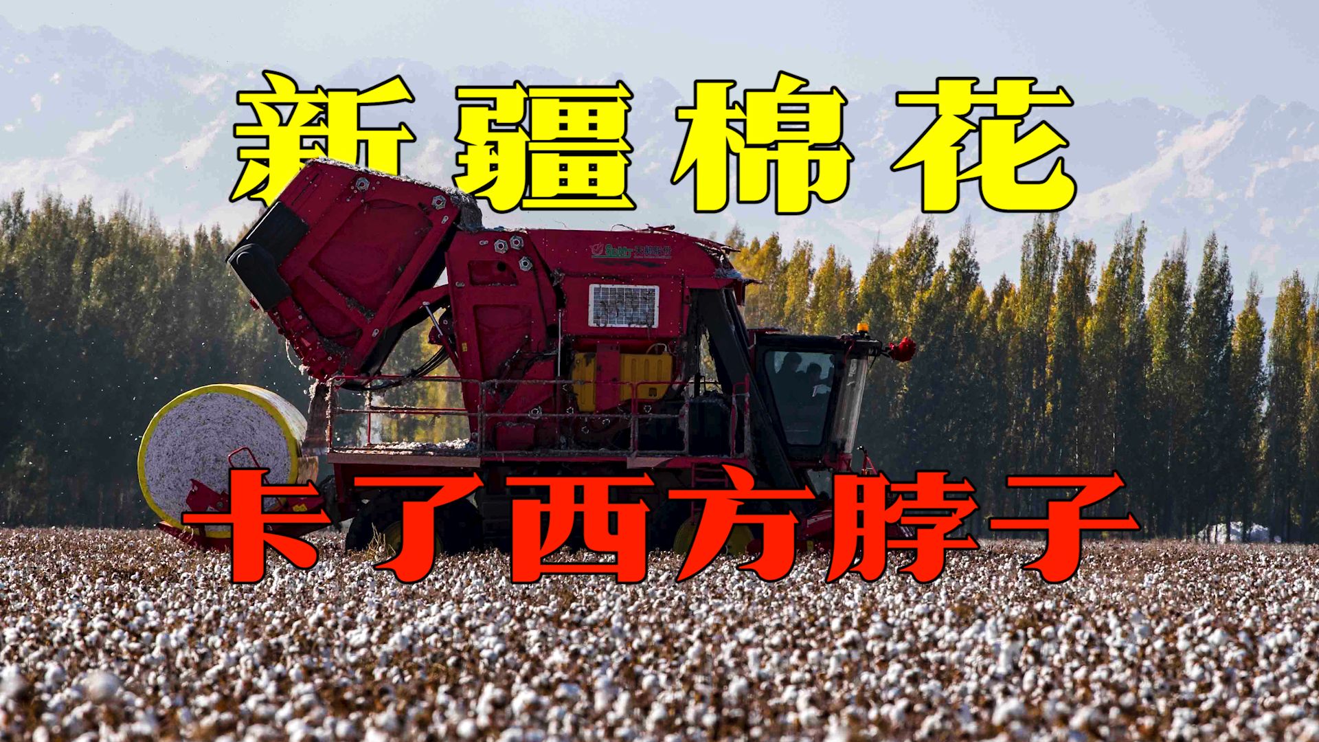 西方曾抹黑的中国新疆棉，成了一个历史回旋镖，彻底卡了西方脖子