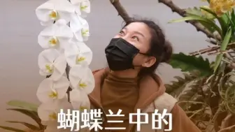 Download Video: 蝴蝶兰中的“爱马仕”，“龙”年养龙兰，四个要点请记住！#年宵花#龙兰#养护