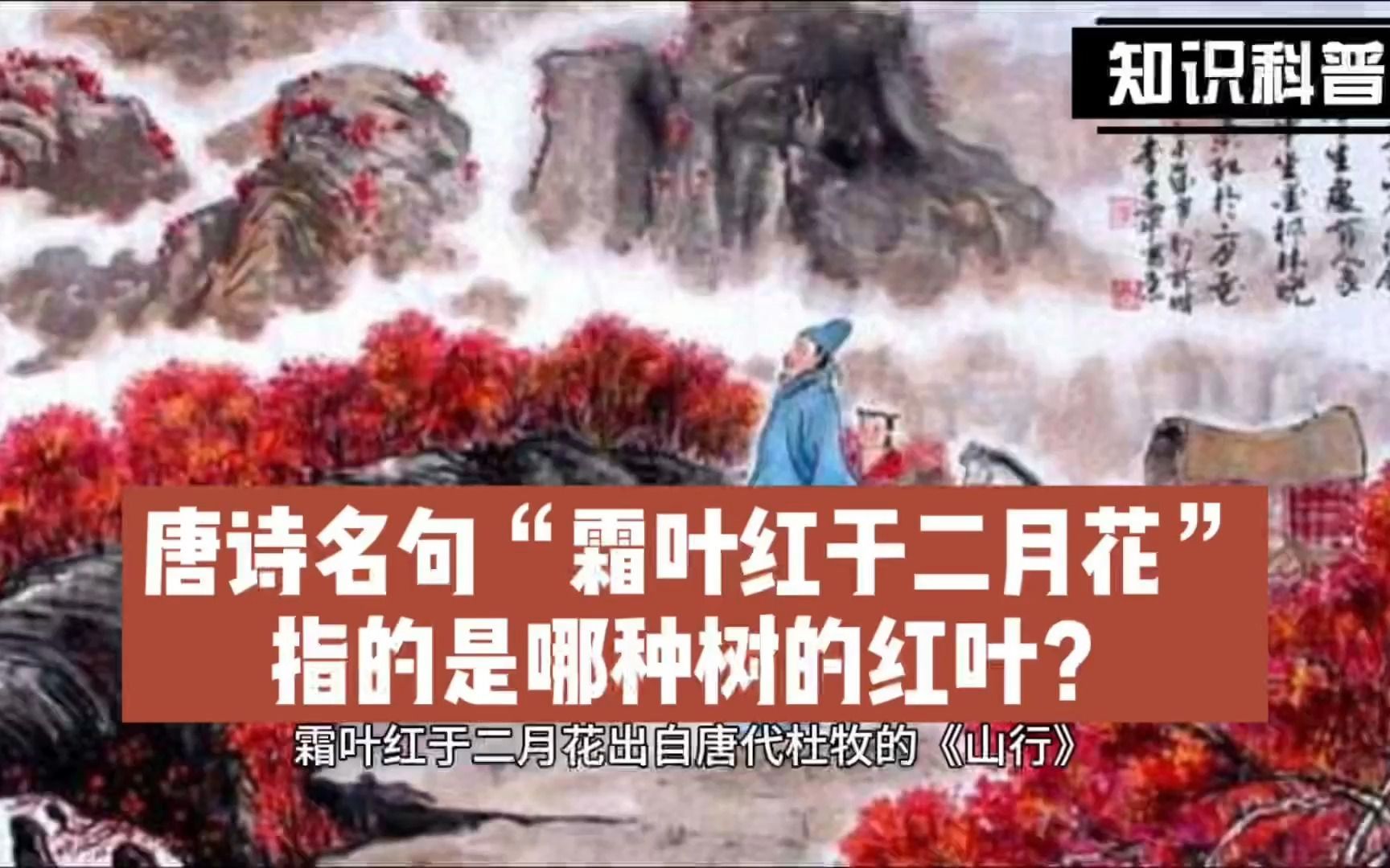 唐诗名句“霜叶红于二月花”指的是哪种树的红叶?哔哩哔哩bilibili