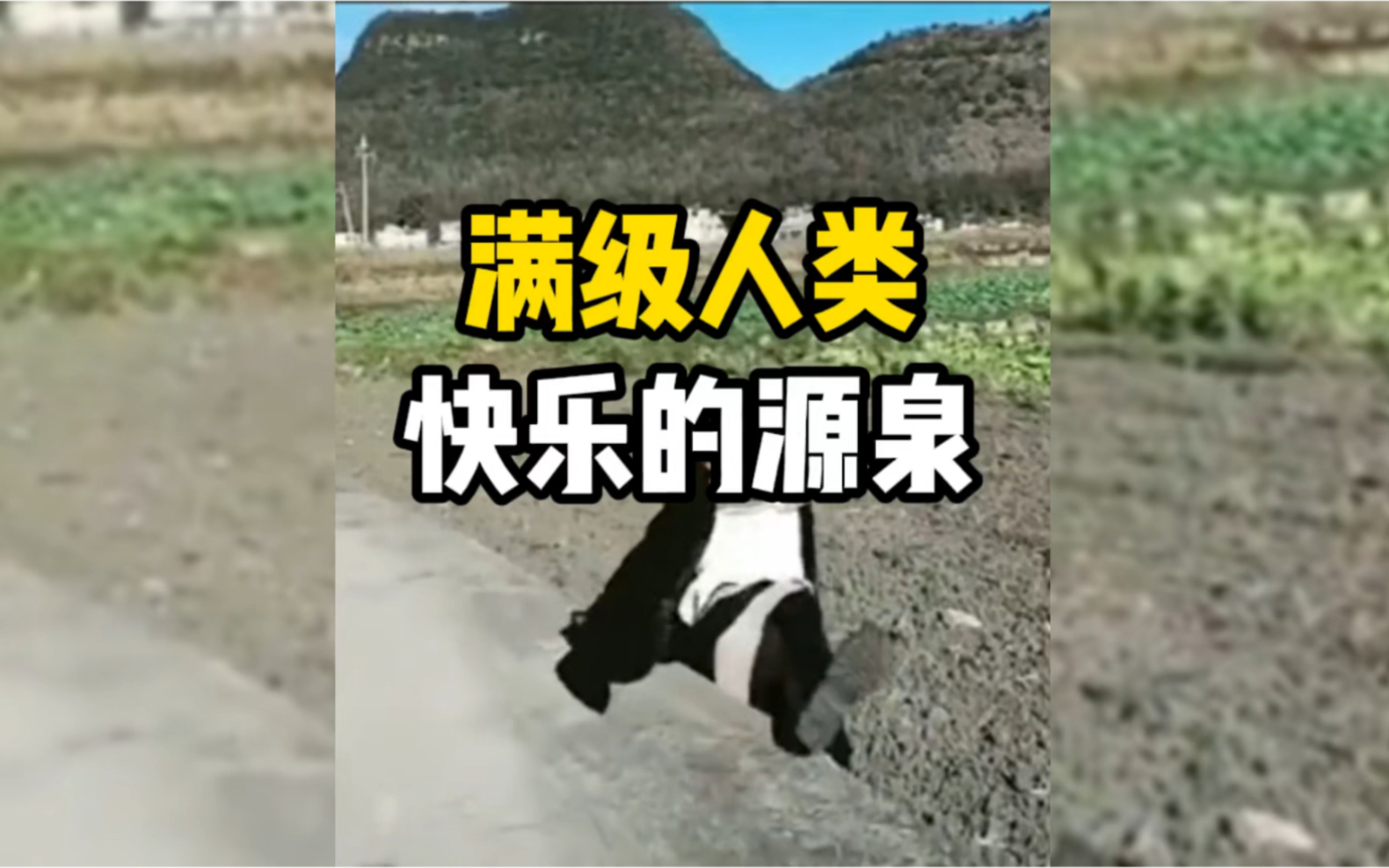 满级人类搞笑视频,你的快乐源泉