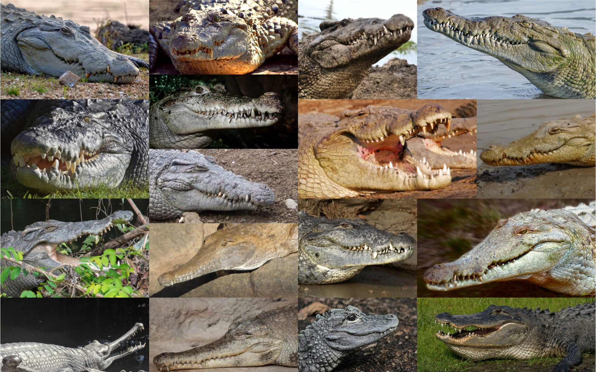 硬核视觉性百科系列鳄类完全指南