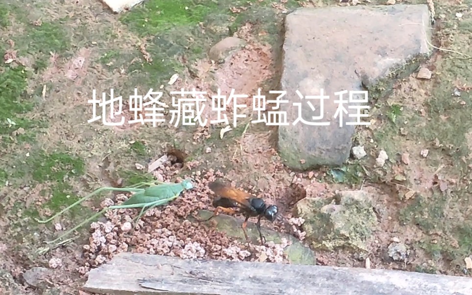 [图]观察地蜂藏蚱蜢全过程，最后它的举动，我忍不住笑出了声